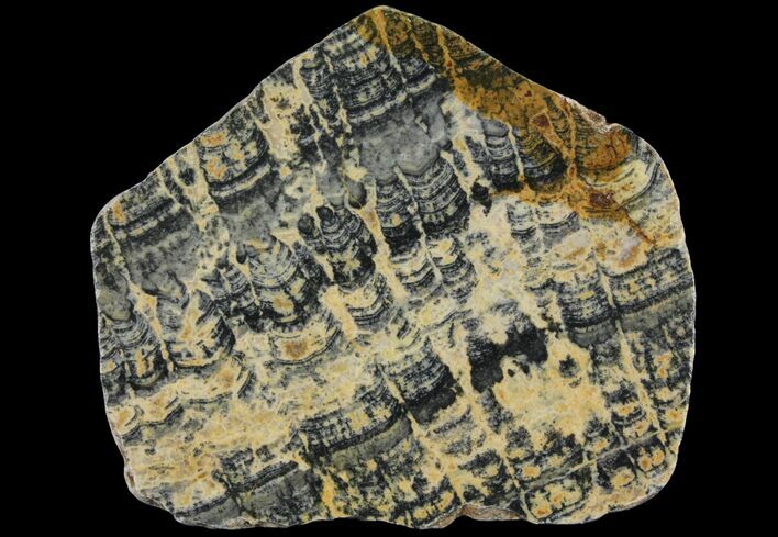 Columnar Stromatolite (Asperia) From Australia - Proterozoic #95238